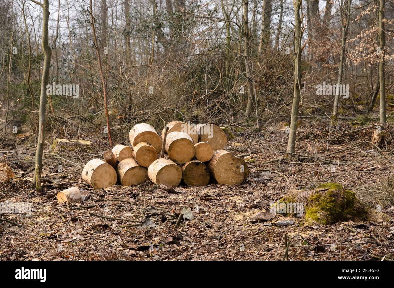 Holzfällerplatz oder Holzfällerplatz mit Haufen gehackter Stämme, Holzstapel im Wald, Querschnittsansicht, Rheinland-Pfalz, Deutschland, Europa Stockfoto
