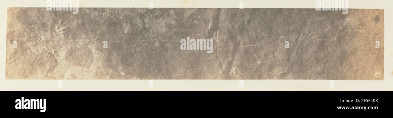 Platte 44. Abbildung D. Unbekannt Stockfoto