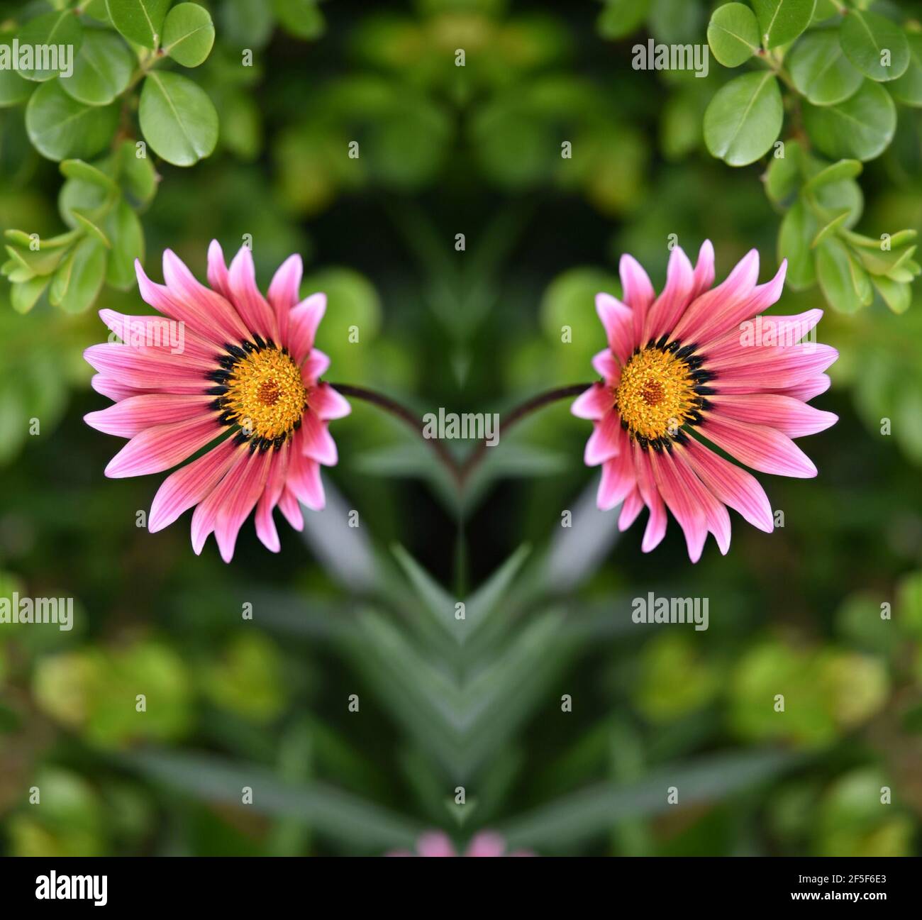 Gerbera Gänseblümchen mit zweifarbigen rosa Blütenblättern und gelbem Zentrum auf einem natürlichen grünen Hintergrund. Stockfoto