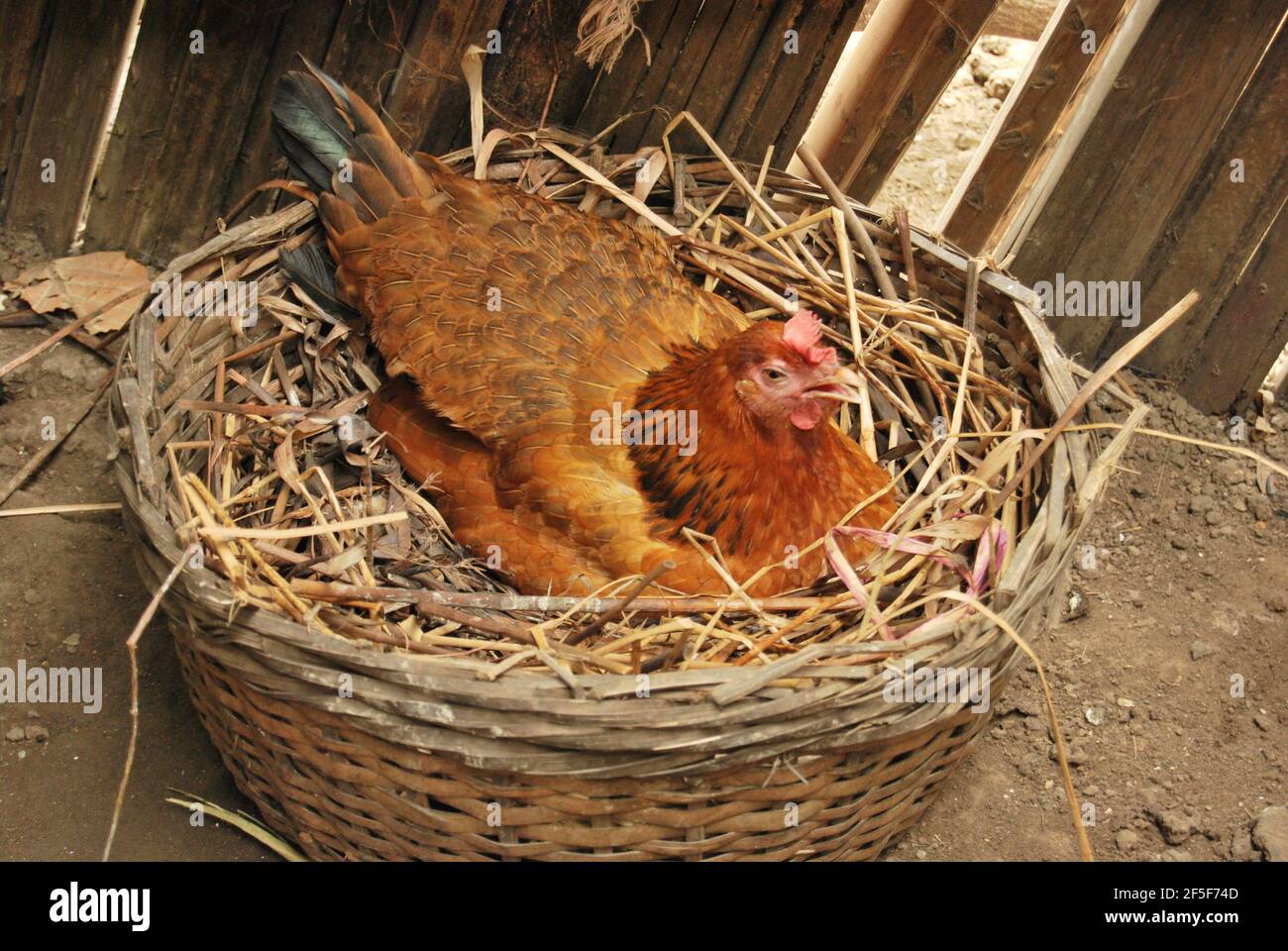 Eine Henne, die Eier legt, Ondo State, Nigeria. Stockfoto