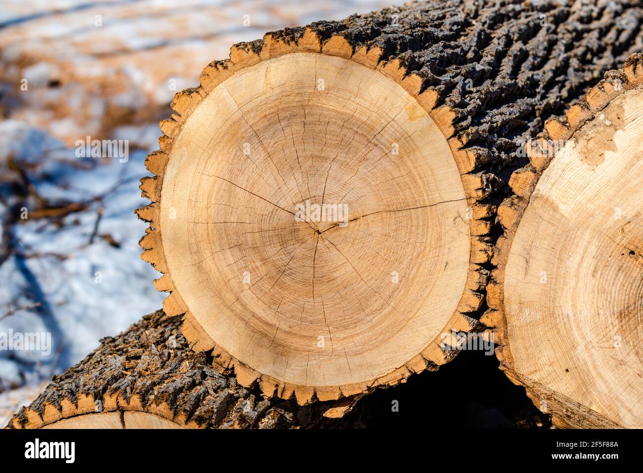 Eschen sind zu Montreals 15-Millionen-Dollar-Problem geworden, Smaragd-Aschebohrer, ein Käfer, der Eschen tötet. Stockfoto