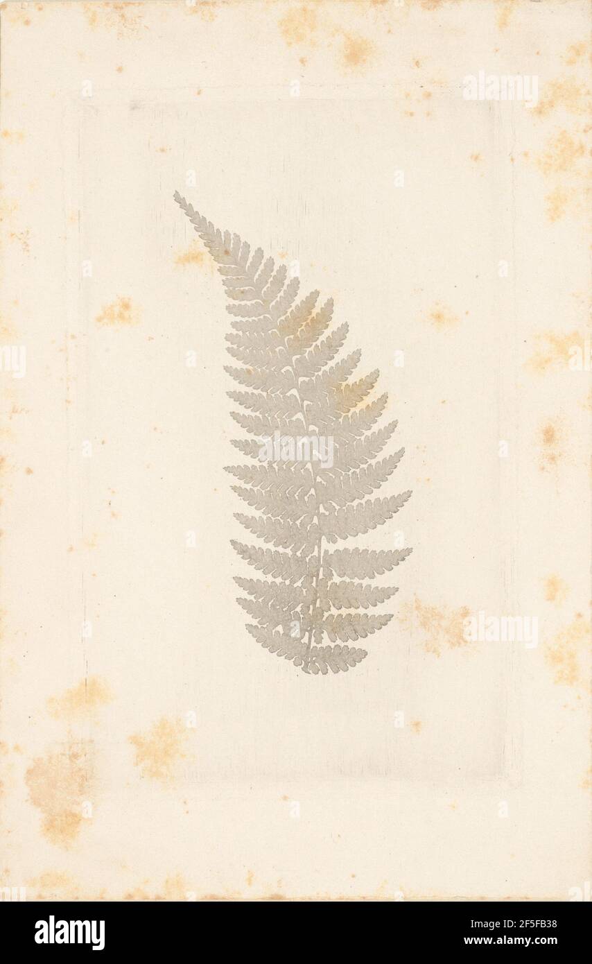 Farn. William Henry Fox Talbot (Englisch, 1800 - 1877) Stockfoto