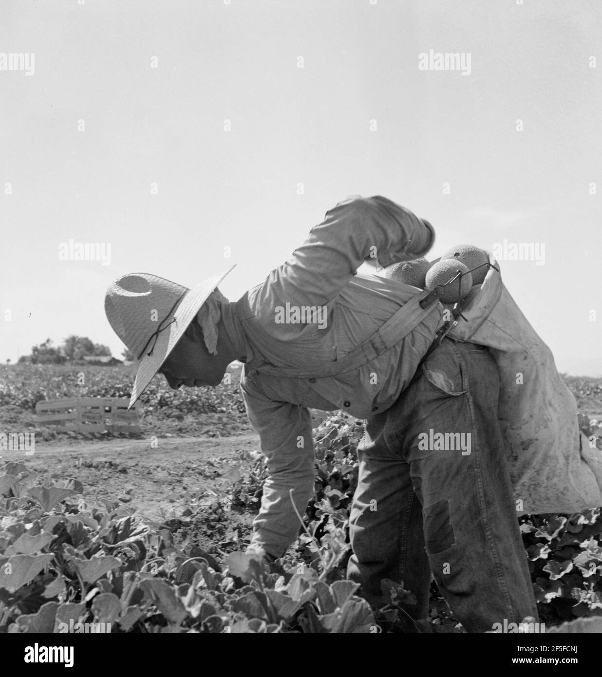 Mexikanische Melonen pflücken im Imperial Valley, Kalifornien. Mai 1937. Foto von Dorothea lange. Stockfoto