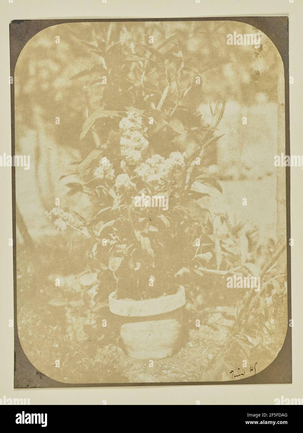 Topfpflanze in einem Garten. Hippolyte Bayard (Französisch, 1801 - 1887) Stockfoto