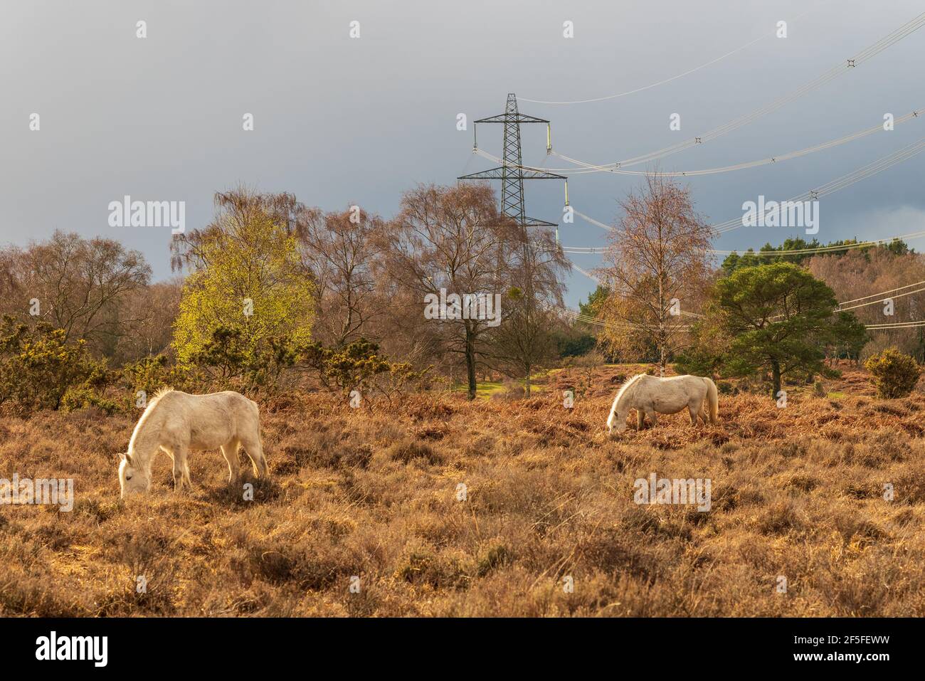 New Forest Ponys weiden in der Nähe eines National Grid Pylons. Eine Reihe von Pfählen, die das Gebiet durchqueren, war Gegenstand eines Visual Impact Provision-Projekts, bei dem die Kabel unterirdisch vergraben werden sollten. Das Projekt wurde seit 2019 aufgrund rechtlicher Komplexität unterbrochen. Hale Purlieu, Hale, New Forest, Hampshire, Großbritannien, März 2021. Stockfoto