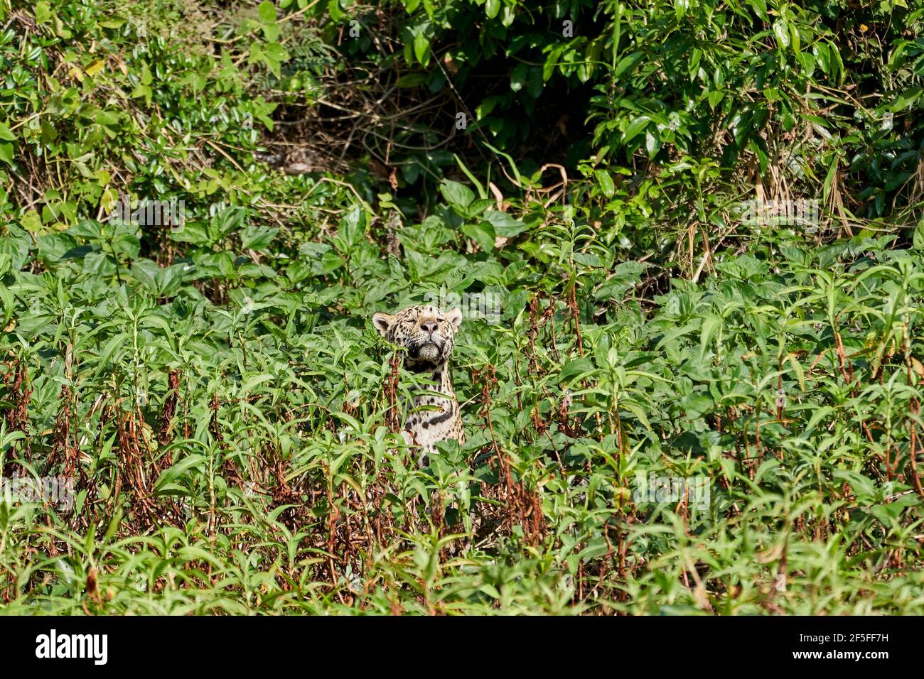 Jaguar, Panthera onca, ist eine große felide Art und das einzige erhaltene Mitglied der Gattung Panthera aus Amerika, Jaguar Stalking durch Gemüse Stockfoto