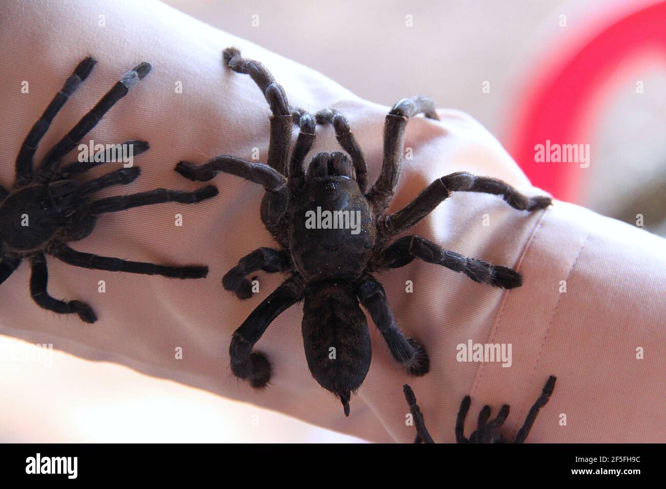 Spiders Asia Thailand Stockfotos und -bilder Kaufen - Seite 2 - Alamy