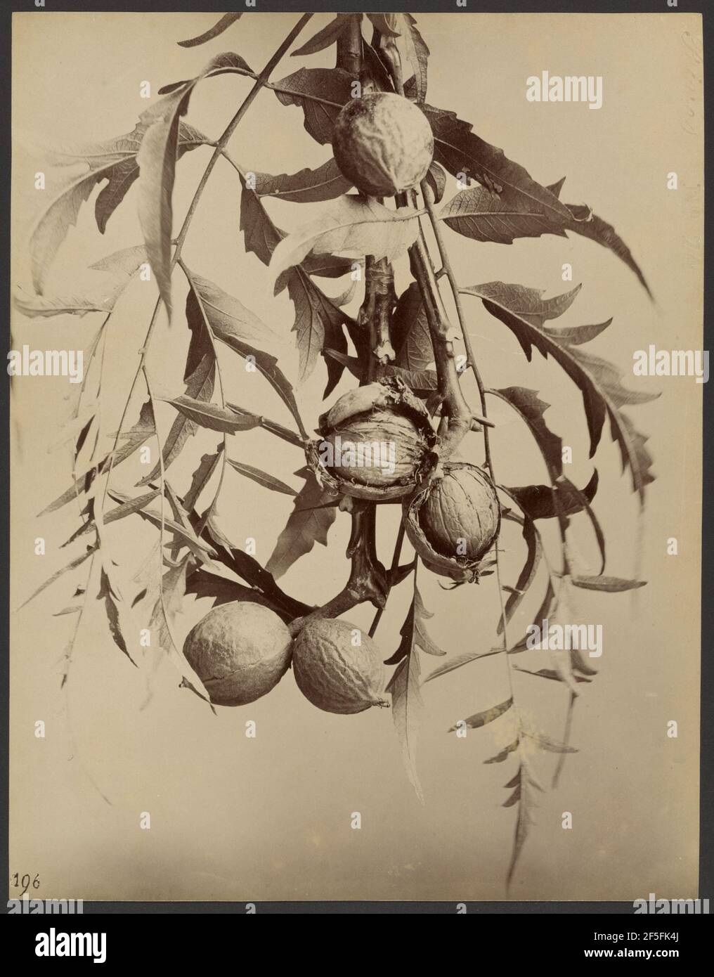 Studie der Pflanze mit Nüssen. Unbekannter Hersteller, Amerikaner Stockfoto
