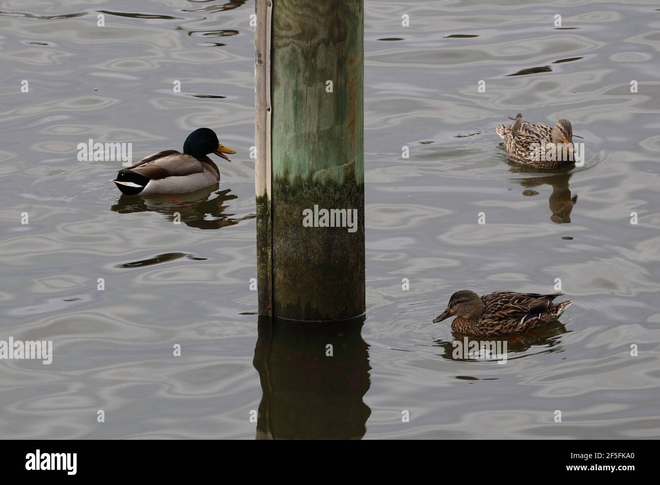 Drei Mallard Ducks schwimmen in Cambridge Creek Stockfoto