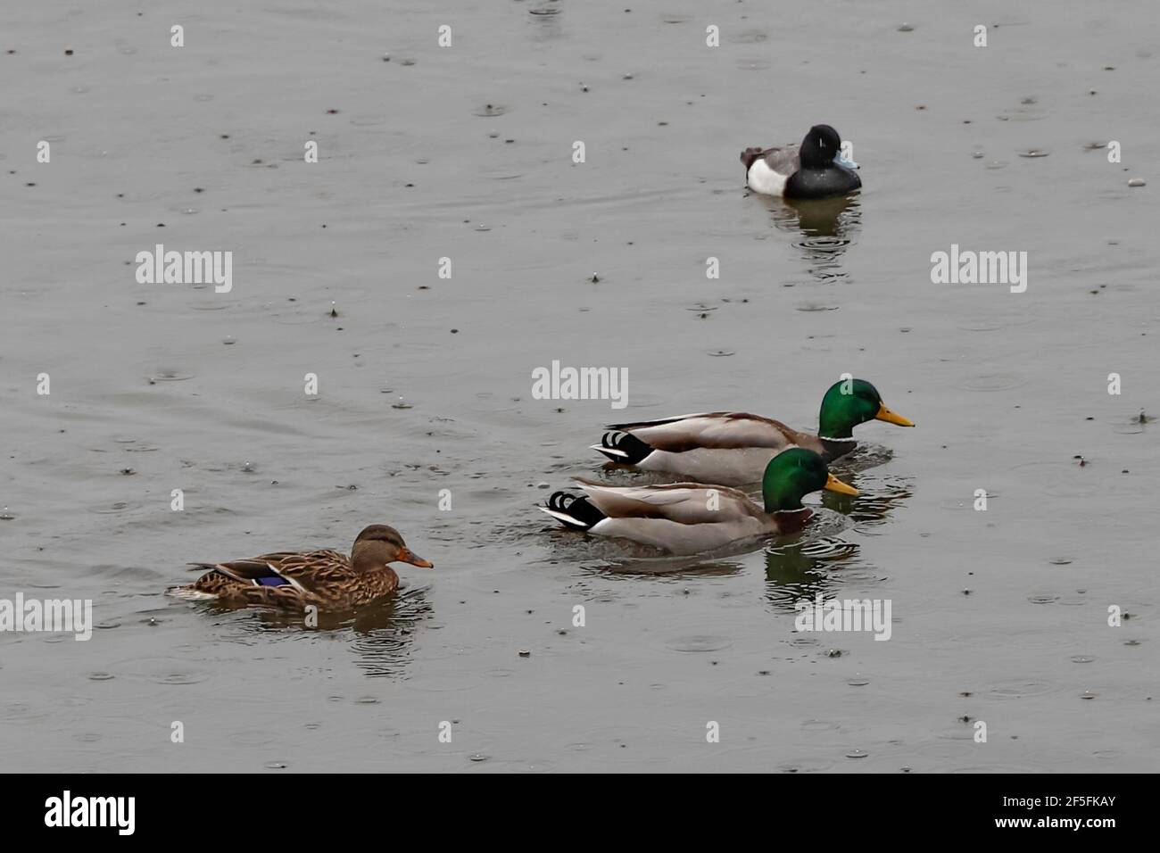 Mallard Ducks Schwimmen im Regen Stockfoto