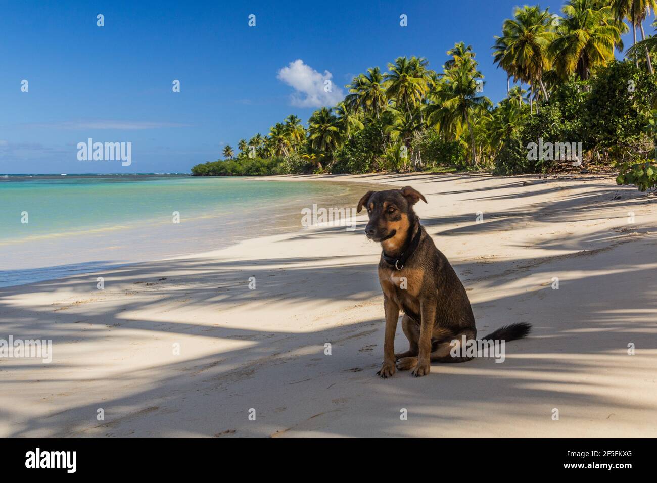 Hund am Strand in Las Terrenas, Dominikanische Republik Stockfoto