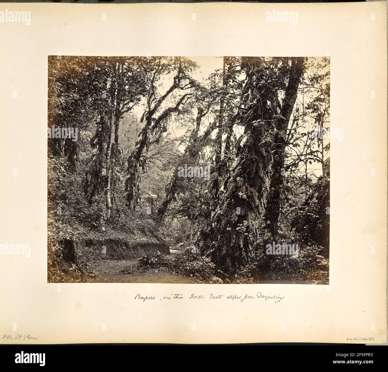Darjeeling; Waldszene mit Creepers, auf der Tukvar Straße. Blick auf eine unbefestigte Straße, die durch einen Wald führt. Viele der Bäume sind mit schrofferen Reben und Farnen bedeckt. (Recto, Bild) unten links, im Negativ handgeschrieben: '1896' (Recto, Montierung) unten links, mit Bleistift handgeschrieben: 'A42,89 (Bou)' unten in der Mitte, mit schwarzer Tinte handgeschrieben: 'Creepers on the North East Hänge, from Darjeeling' Stockfoto