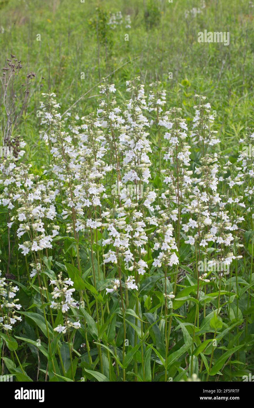 Penstemon Digitalis Stockfotos Und Bilder Kaufen Alamy