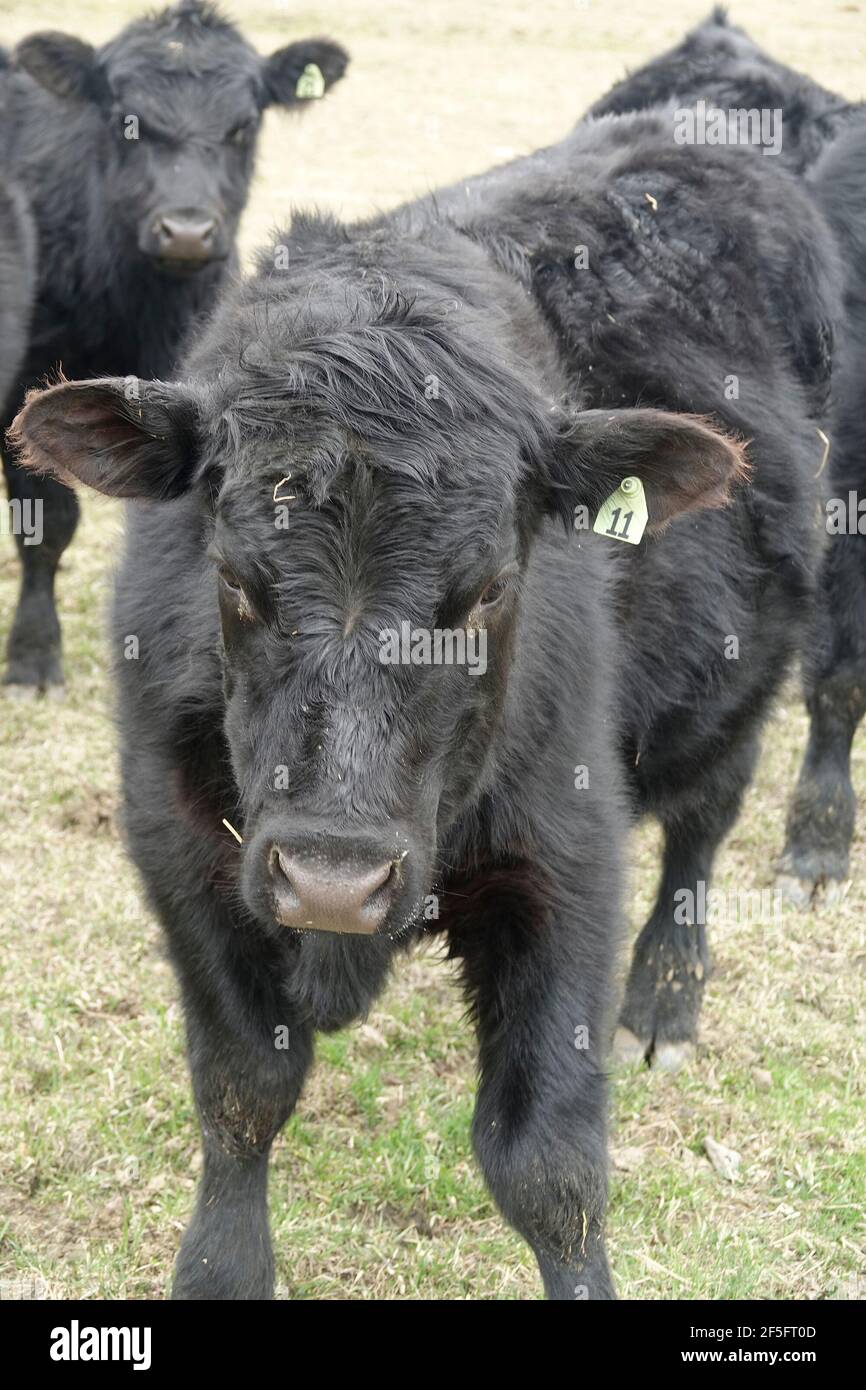 Schwarze angus rinder hautnah -Fotos und -Bildmaterial in hoher ...