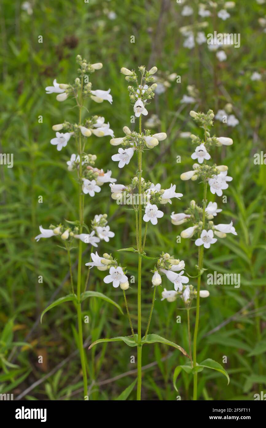 Foxglove Bartzunge Penstemon Digitalis In Blute Stockfotografie Alamy