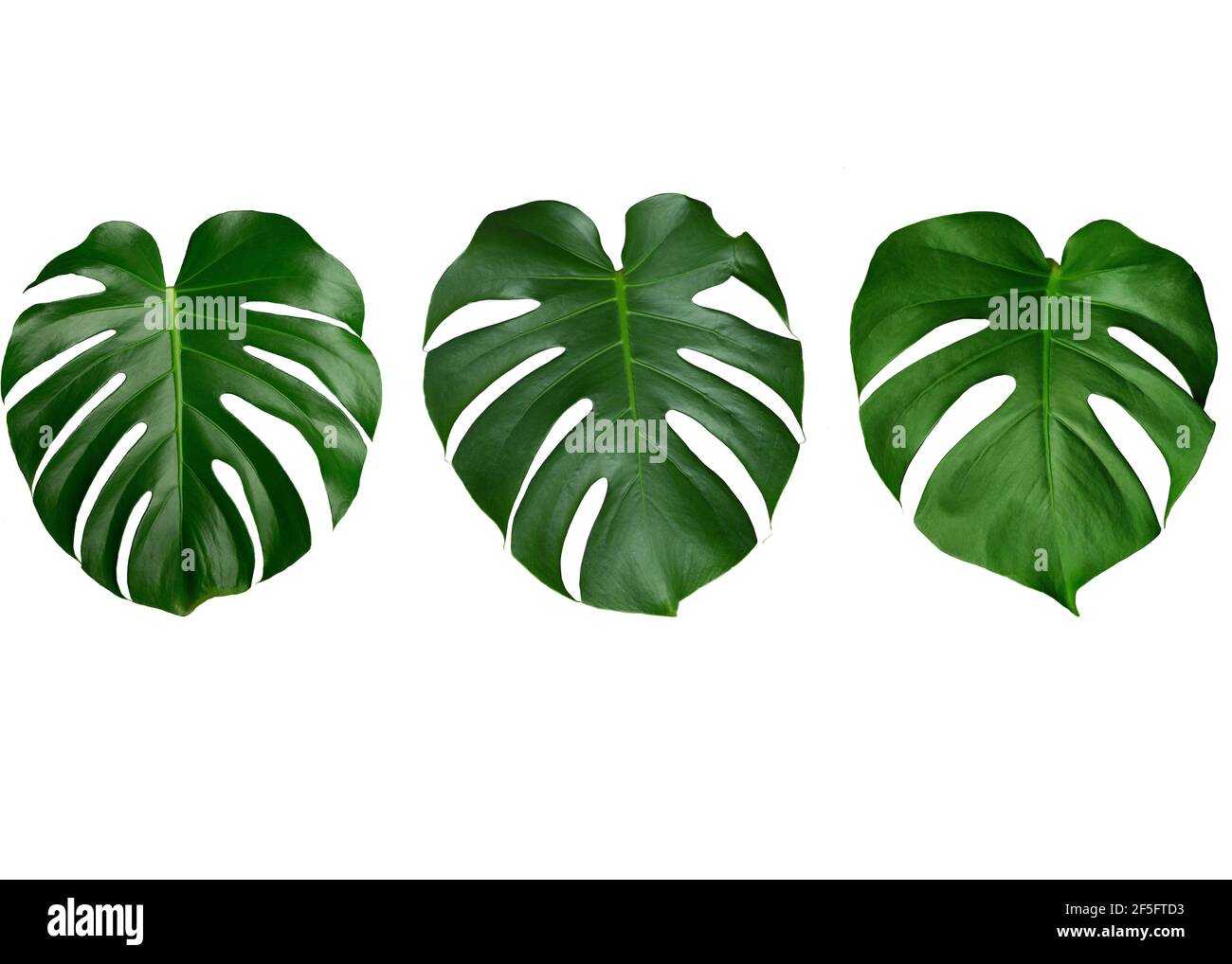 Monstera Bltter isolieren. Grne Bltter von tropischen Monstera auf einem  rein weien Hintergrund. Dschungel und Tropen Konzept. Hochwertige Fotos  Stockfotografie - Alamy
