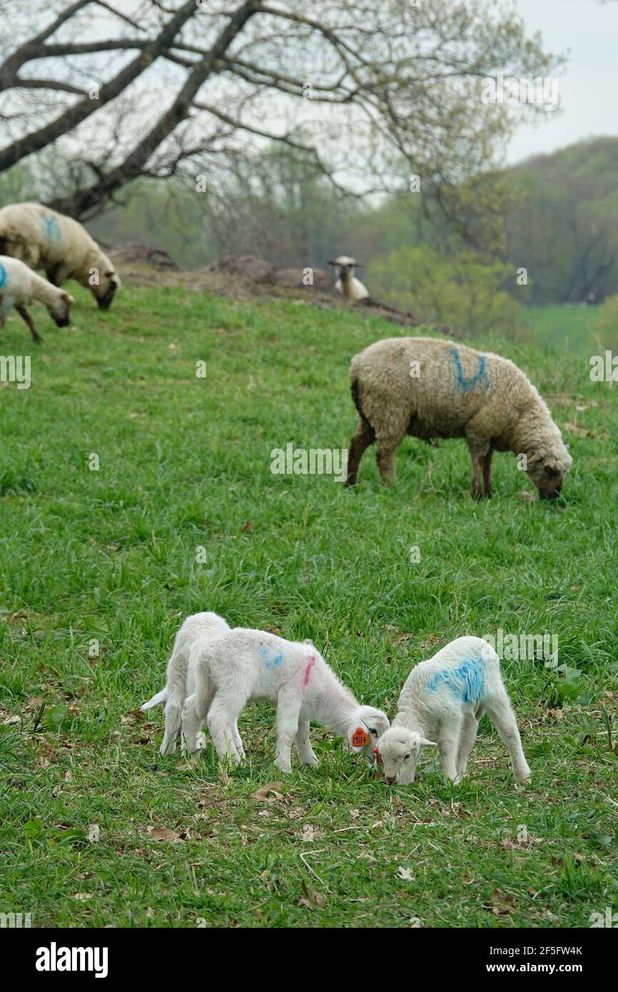 Lämmer und Schafe grasen zwischen den grasbewachsenen Wiesen Stockfoto