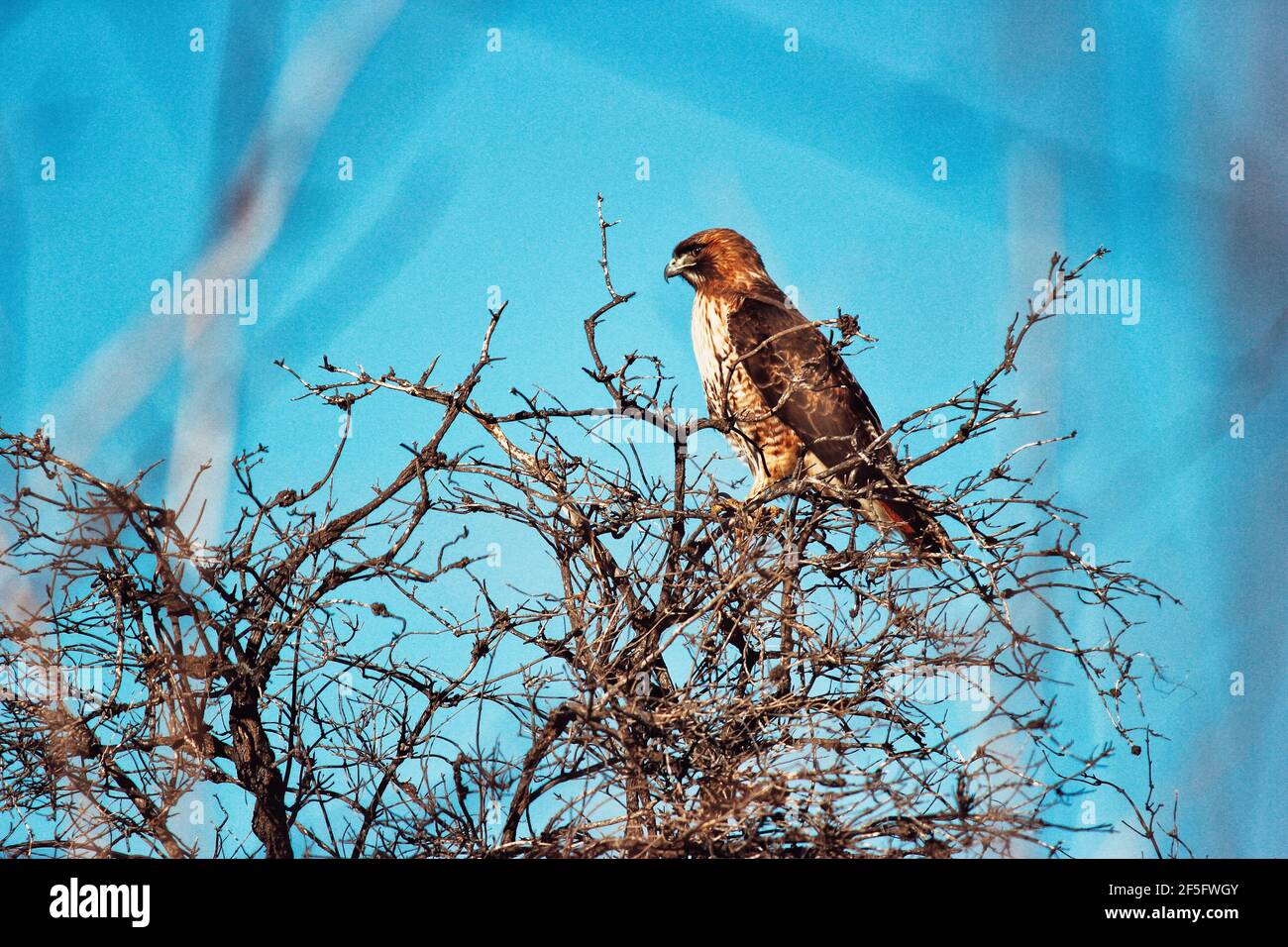Nahaufnahme eines Falken in einem Baum mit einem Strahlend blauer Himmel dahinter Stockfoto