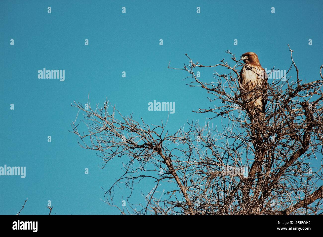 Nahaufnahme eines Falken in einem Baum mit einem Strahlend blauer Himmel dahinter Stockfoto