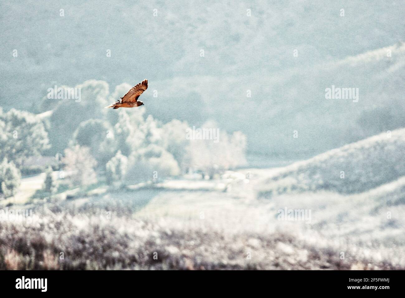 Episches Foto eines großen Hawk während des Fluges Stockfoto