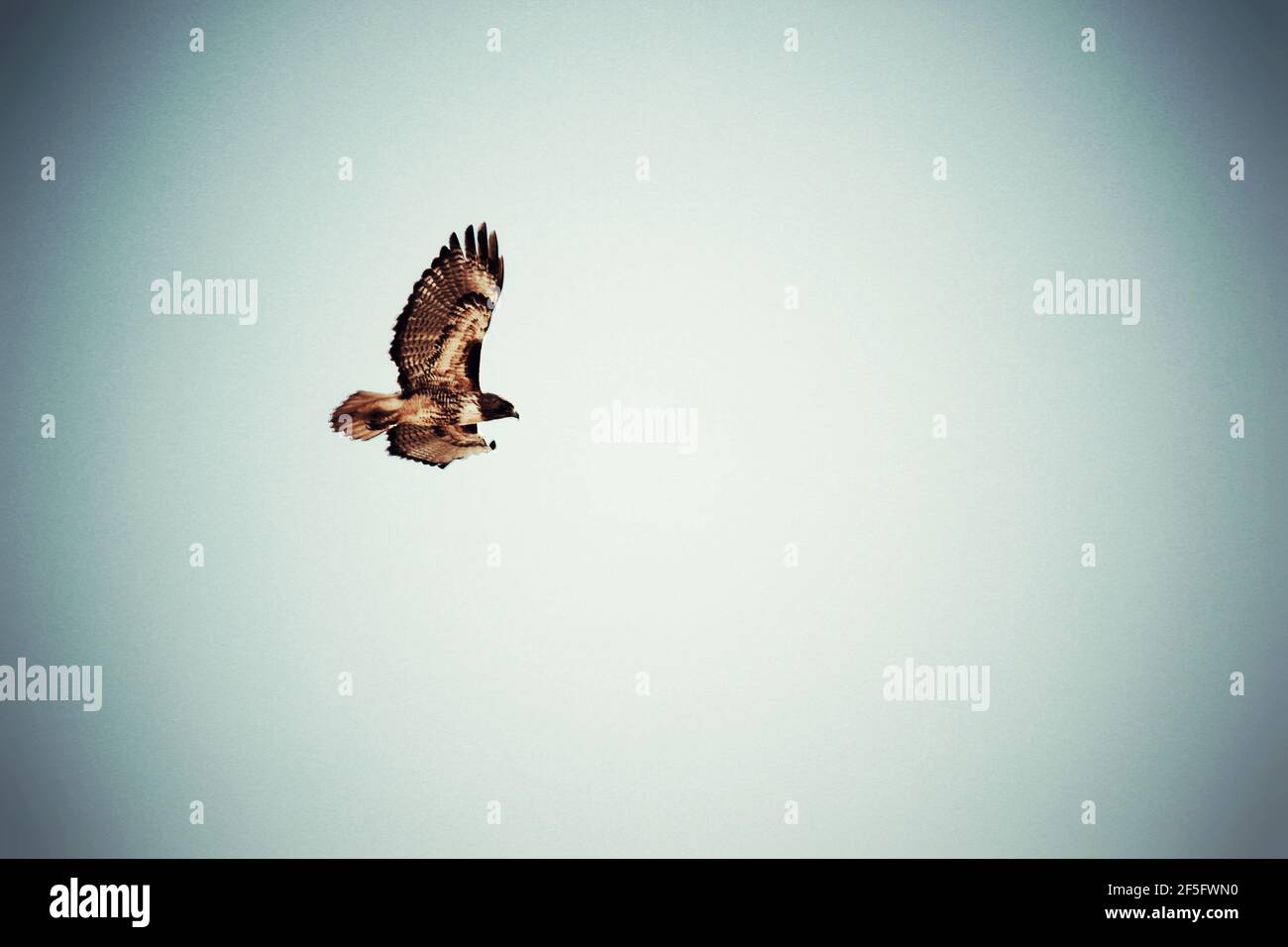 Episches Foto eines großen Hawk während des Fluges Stockfoto