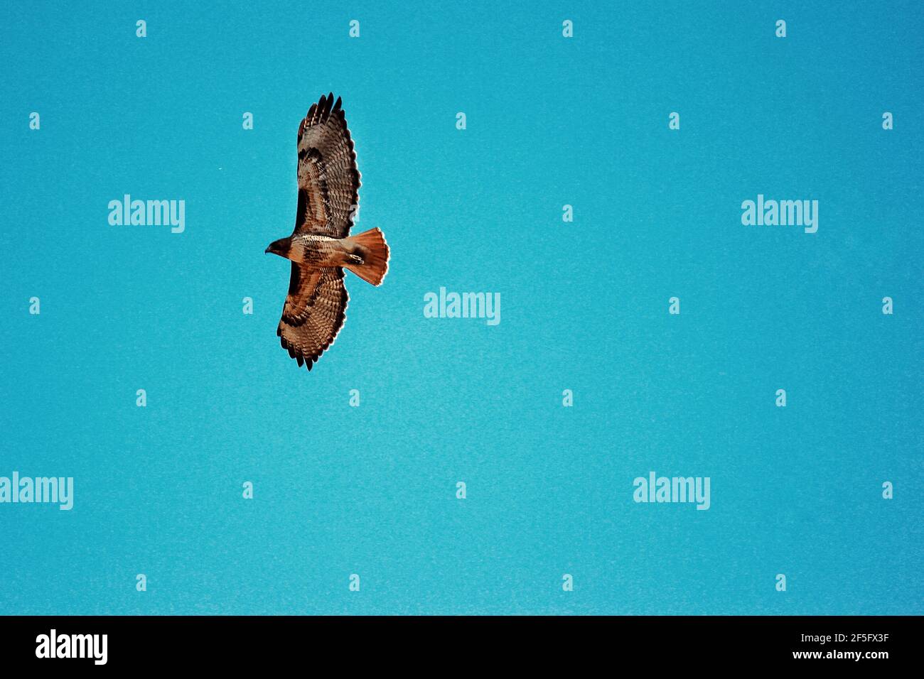 Episches Foto eines großen Hawk während des Fluges Stockfoto