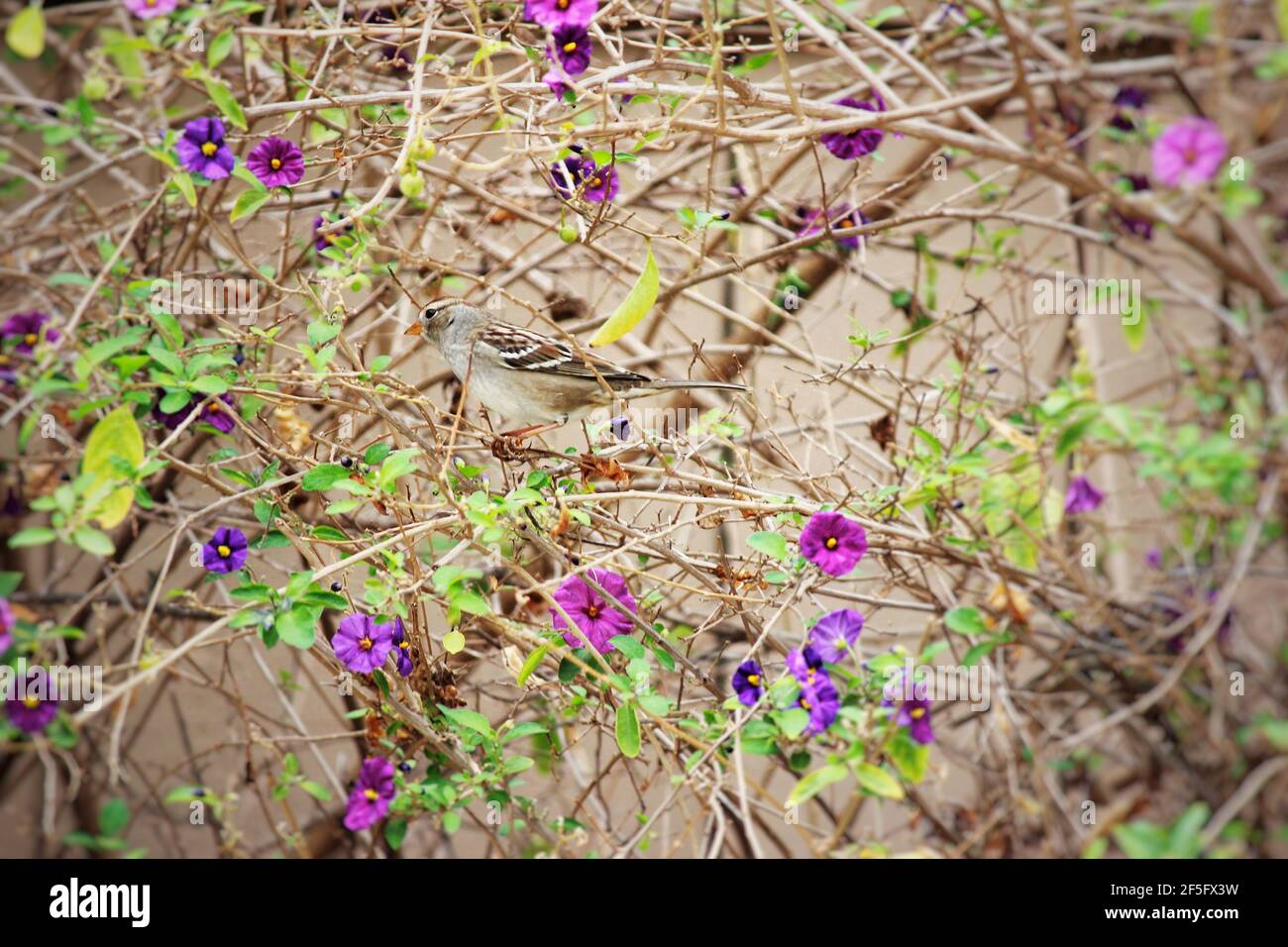 Kleiner Vogel in einem blühenden Busch Stockfoto