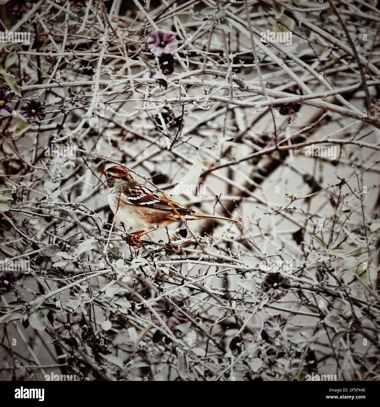 Kleiner Vogel in einem blühenden Busch Stockfoto