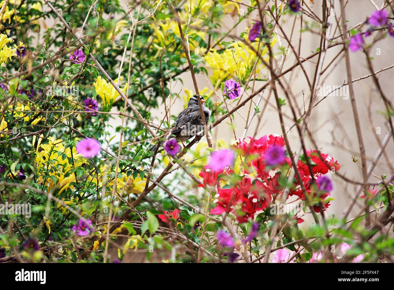 Kleiner Vogel in einem blühenden Busch Stockfoto