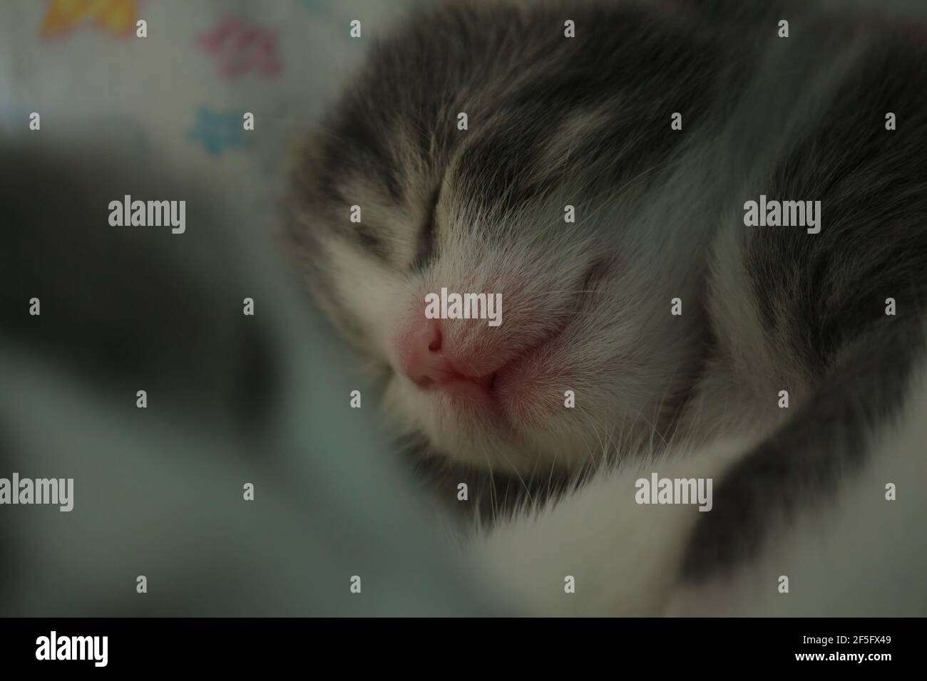 Neugeborenes Kätzchen schläft neben Mama drinnen in der Nähe. Die Schnauze eines neugeborenen blinden schlafenden tabby Kätzchens mit einer rosa Nase. Stockfoto