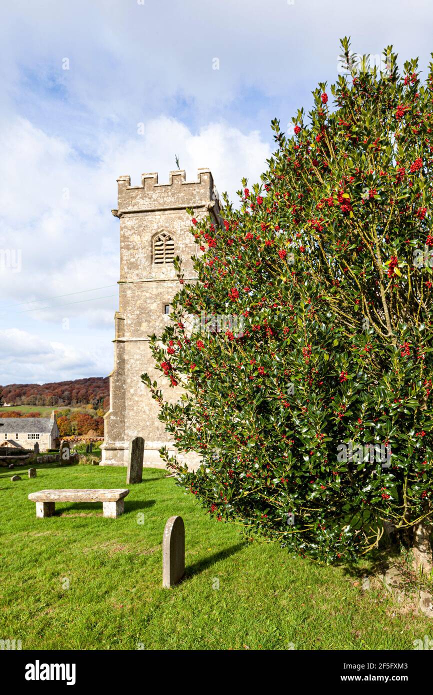 Ein Stechpalme mit Beeren im Kirchhof der Kirche St. James der große aus dem 15th. Jahrhundert im Cotswold-Dorf Cranham, Gloucestershire, Großbritannien Stockfoto