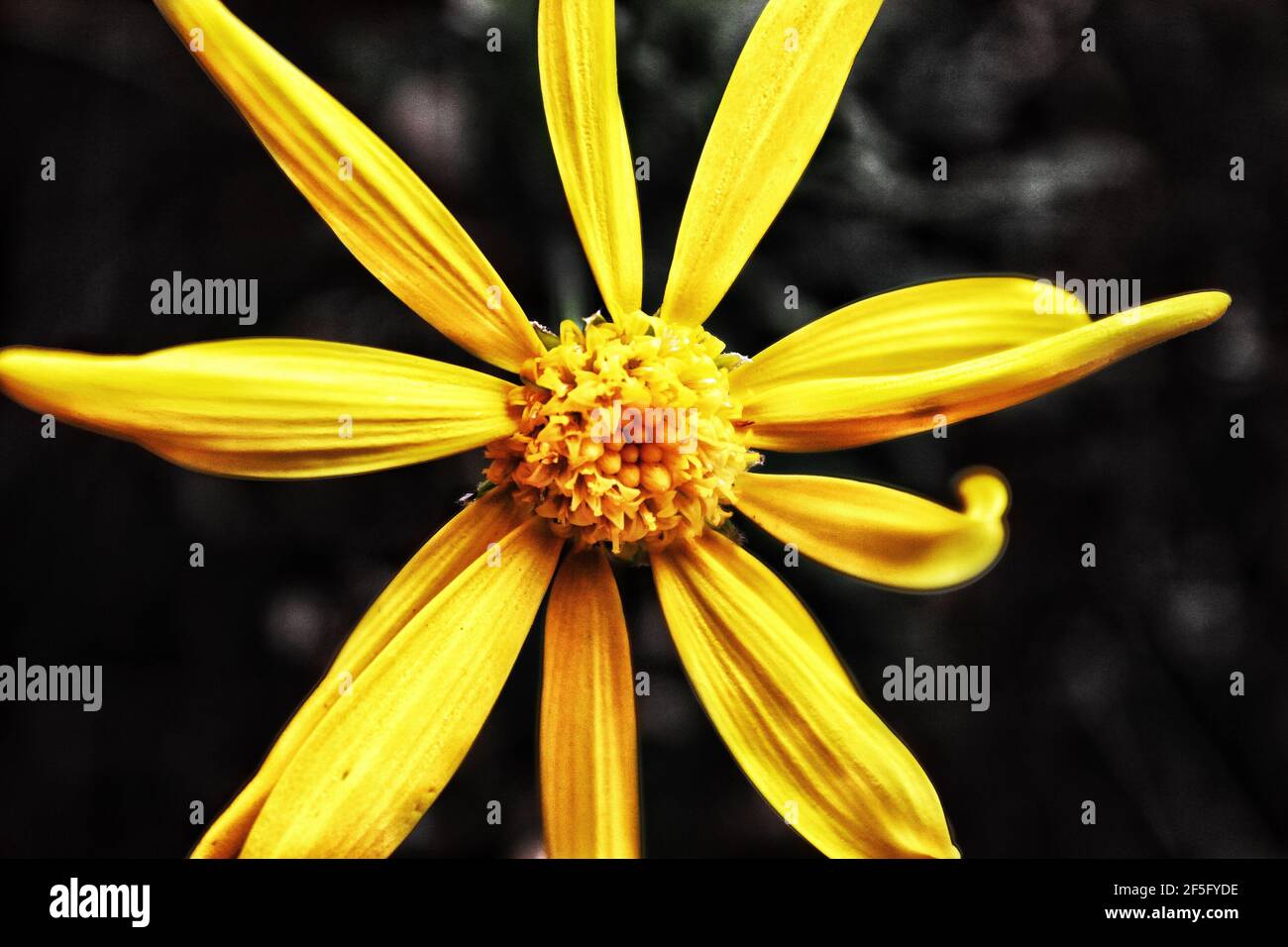 Nahaufnahme einer kleinen gelben Blume Stockfoto