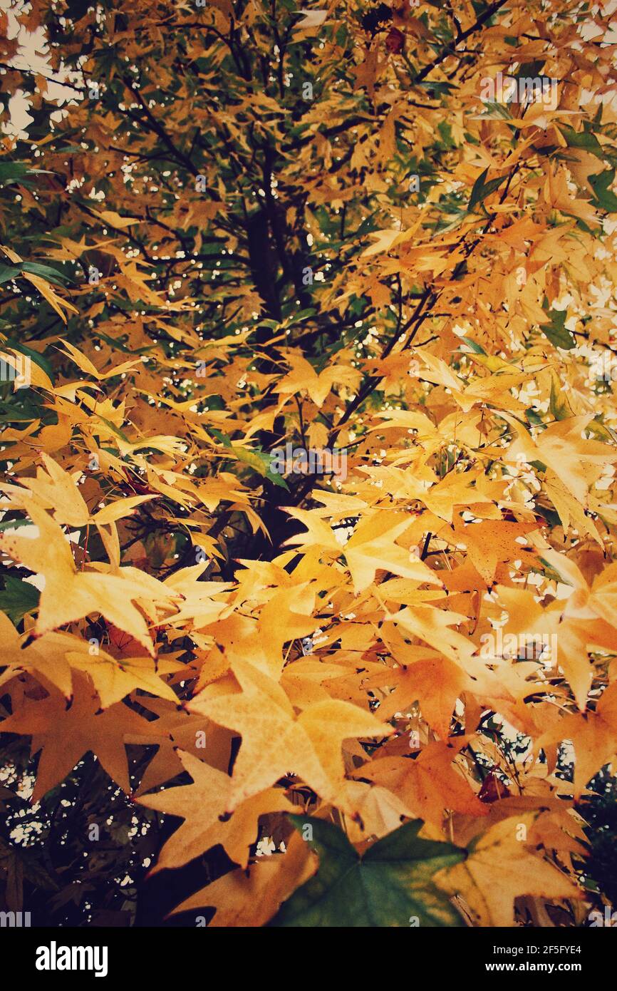Bunte Bäume im Herbst Stockfoto