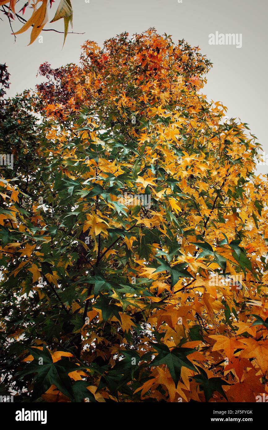 Bunte Bäume im Herbst Stockfoto