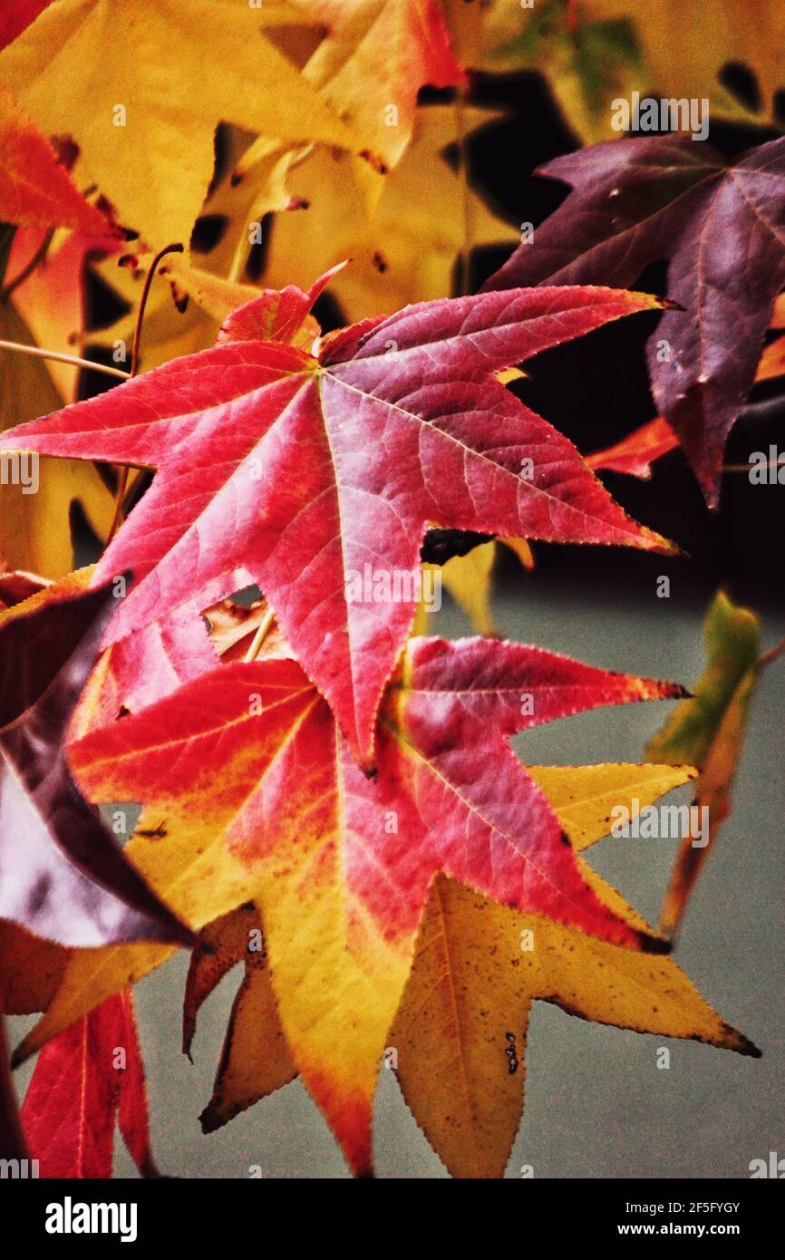 Grün lassen im Herbst gelb wechseln Stockfoto