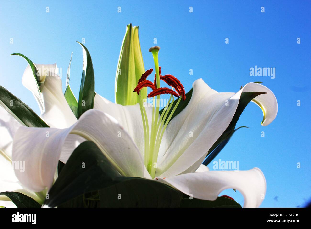 Hübsche Blühende Lilly Stockfoto