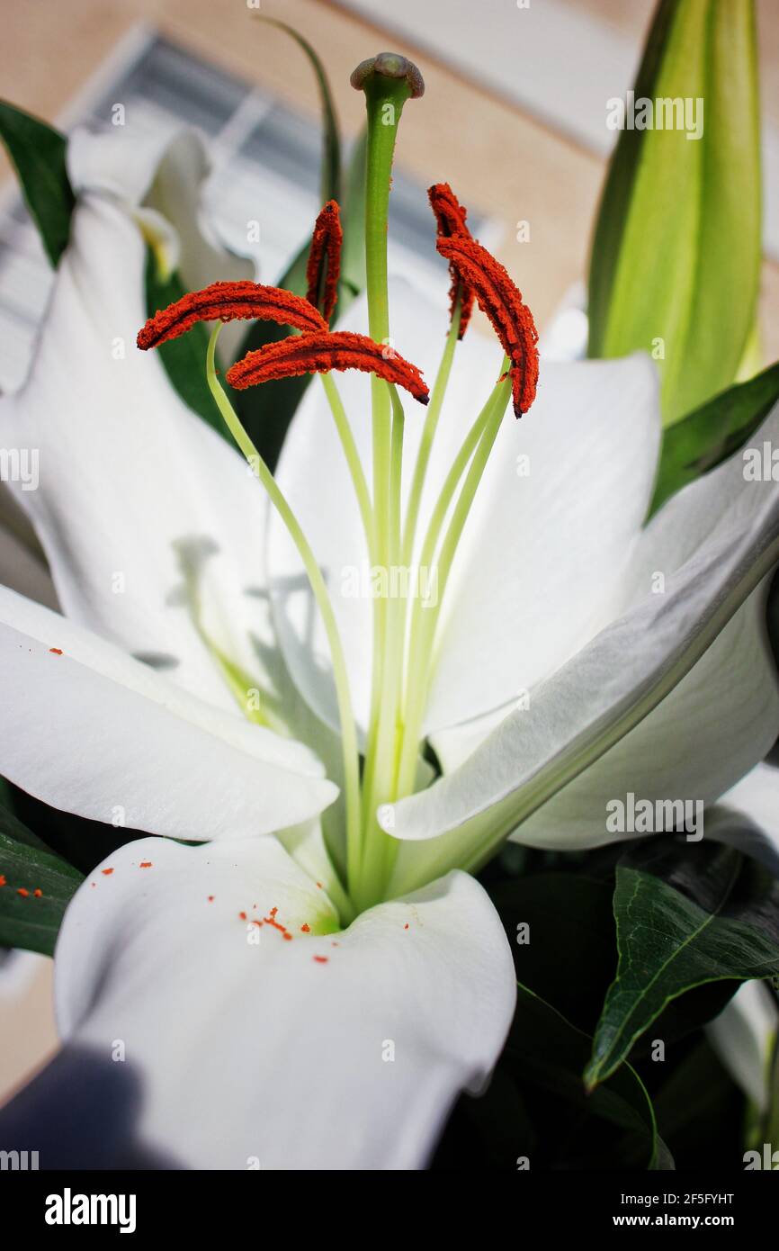 Hübsche Blühende Lilly Stockfoto