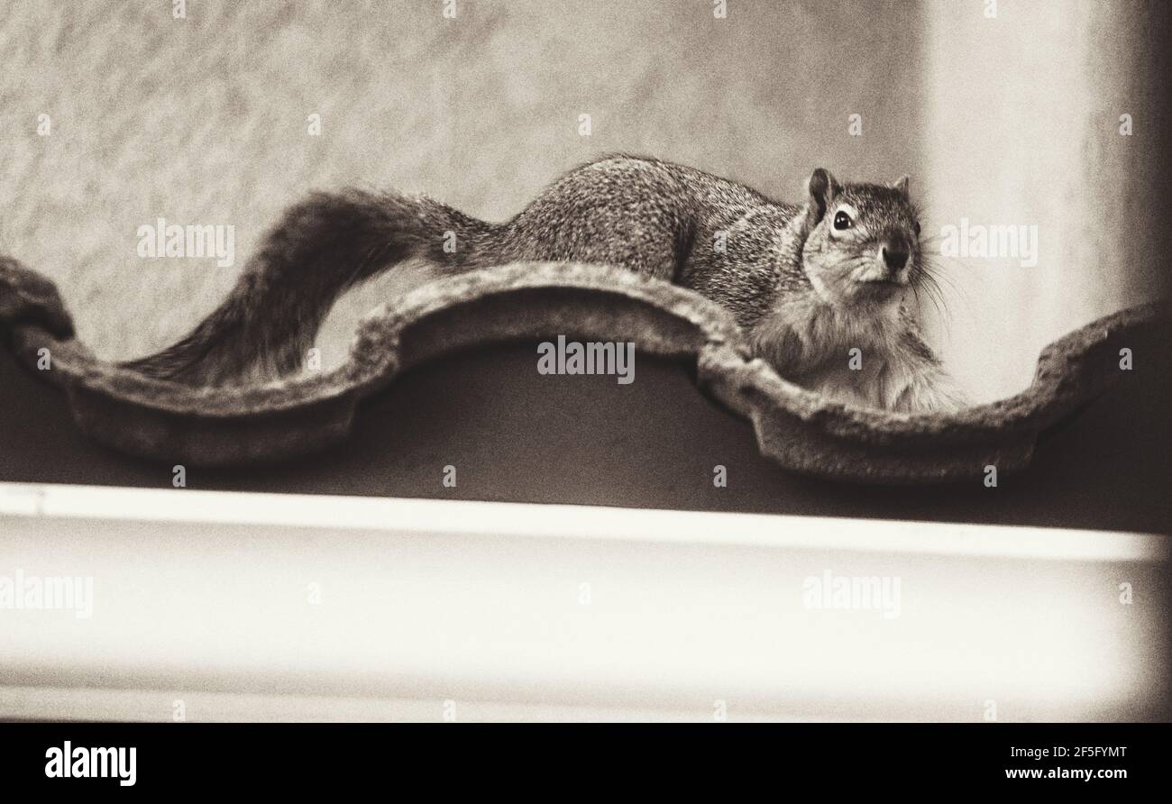 Nahaufnahme eines Eichhörnchens auf einem Dach Stockfoto