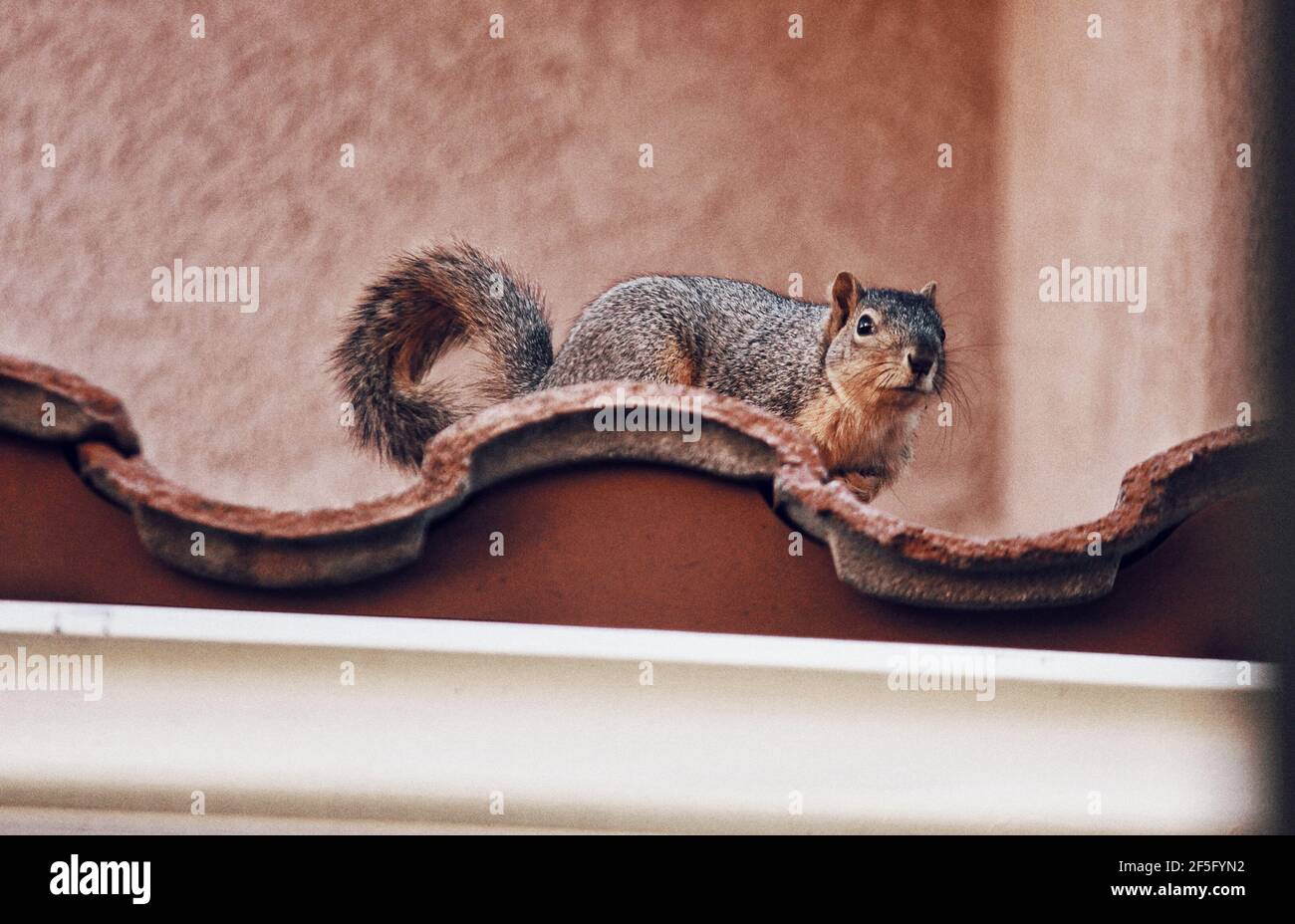 Nahaufnahme eines Eichhörnchens auf einem Dach Stockfoto