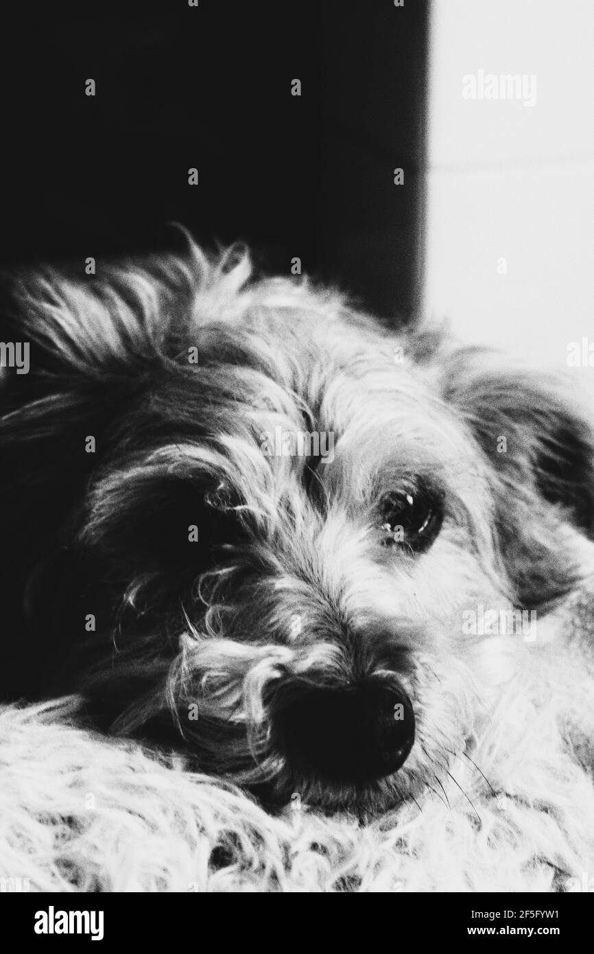 Künstlerisch monochrome Nahaufnahme eines niedlichen Hundes Stockfoto