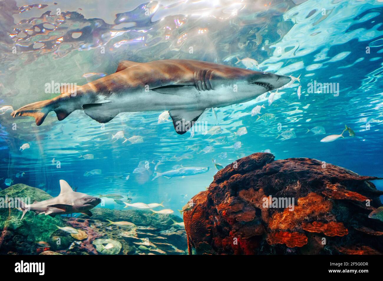 Riesige beängstigende Haie unter Wasser im Aquarium. Meer Meer marine Tierwelt Raubtiere gefährliche Tiere schwimmen in blauem Wasser. Unterwasserwelt. Wasser n Stockfoto
