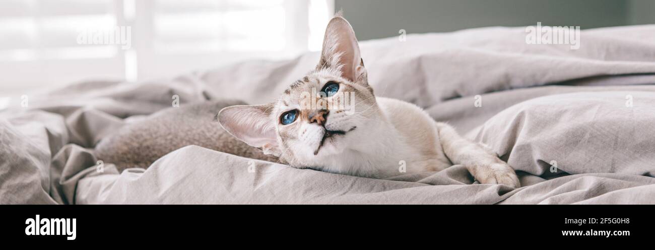 Blauäugige orientalische Katze, die auf einem Bett zu Hause liegt und wegschaut. Flauschige behaarte Haustier mit blauen Augen zu Hause entspannen. Liebenswert pelzigen ein Stockfoto