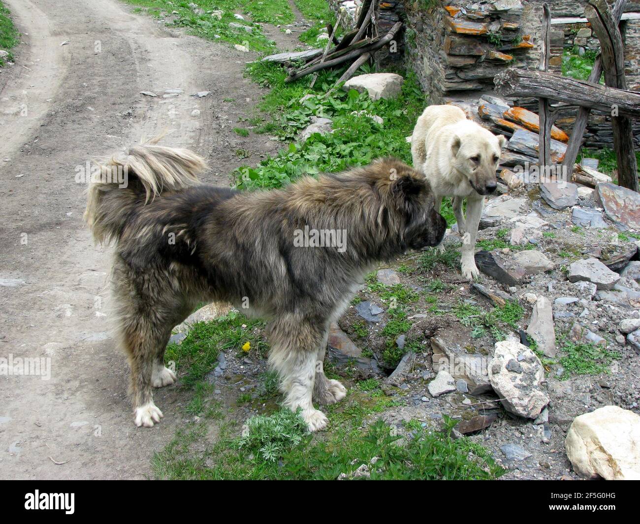 Zwei Hunde in den Straßen von Ushguli georgia Stockfoto