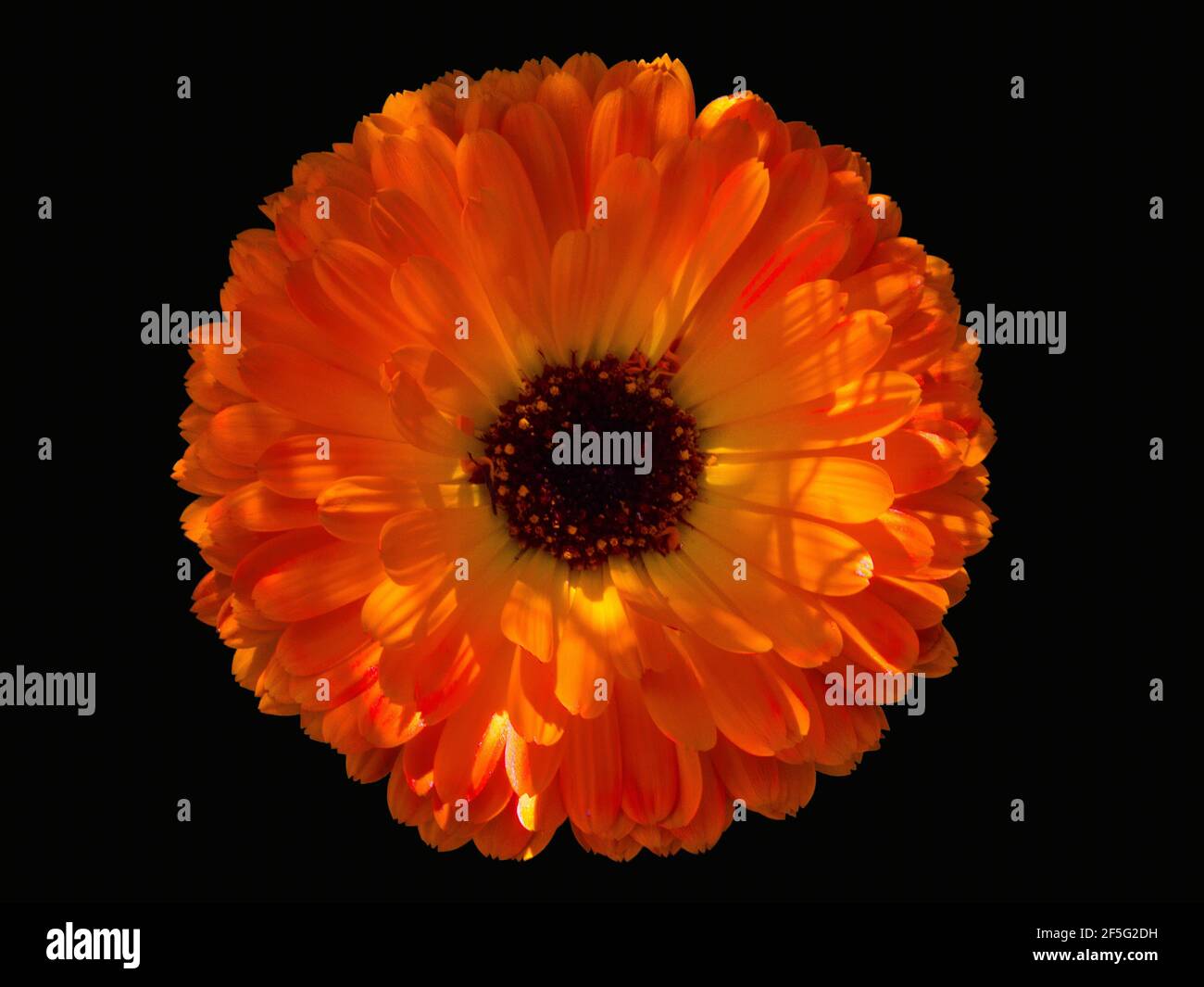 Orange Blume auf Schwarz - EIN Nahaufnahme Bild einer schönen großen orange Blume, mit ihrer Farbe verstärkt, und aus dem Originalbild gezupft. Stockfoto