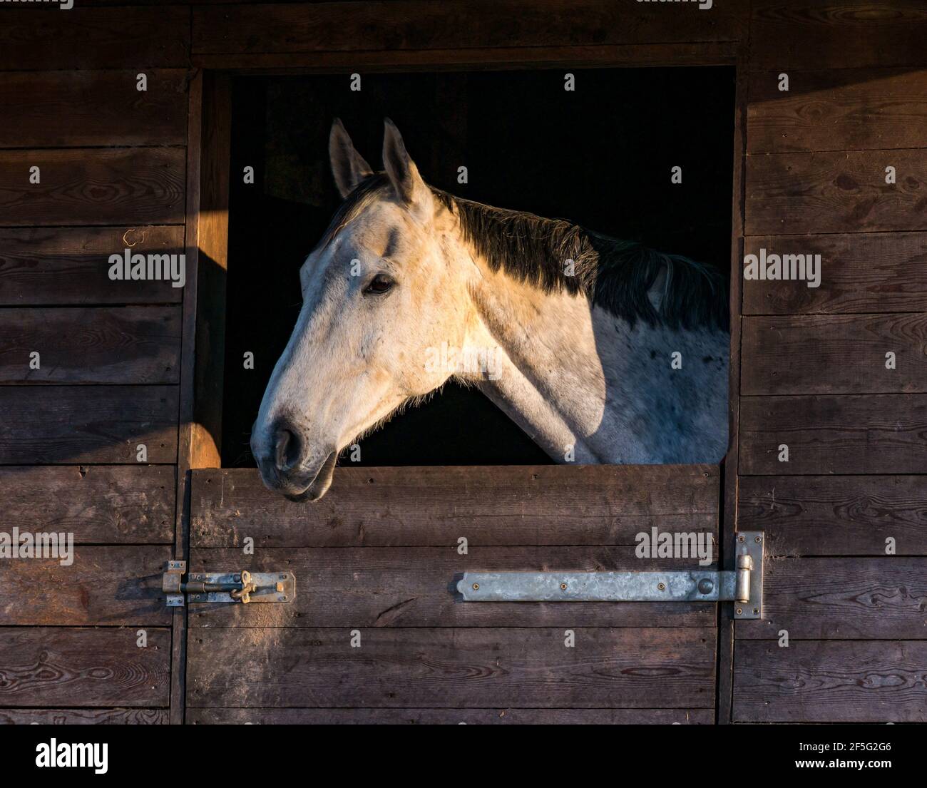 Weißes Pferd im Stall mit Kopf stochend aus der verschraubten Tür, East Lothian, Schottland, Großbritannien Stockfoto