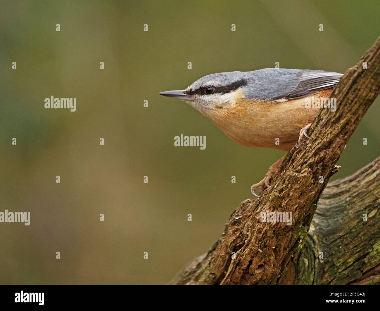 Schöner eurasischer Knuttenratch oder Wood Nuthatch (Sitta europaea) mit scharfem Schnabel und gutem Federdetail, der auf einem Baumstumpf in Cumbria, England, liegt Stockfoto