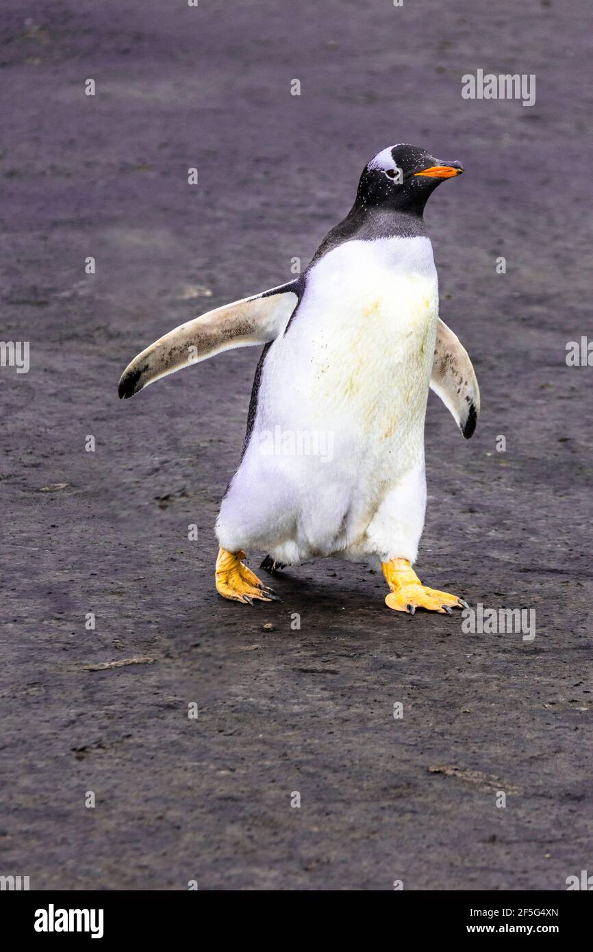Wilder, erwachsener Gentoo Penguin, Pygoscellis papua, Wandern, Seelöweninsel auf den Falklandinseln, Südatlantik Stockfoto