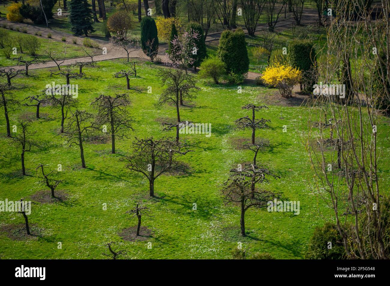 Overhead Aufnahme der Reihen von gepflanzten jungen Bäumen im Innenhof, um Ensemble Landschaftsgestaltung organisiert; an einem klaren Frühlingstag, Krakau, Polen Stockfoto