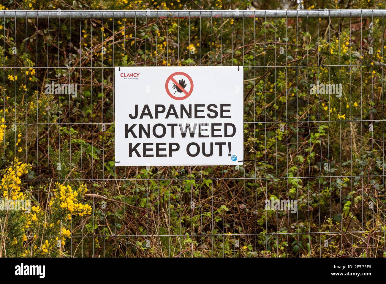 Warnschild für japanische Knotweed Stockfoto