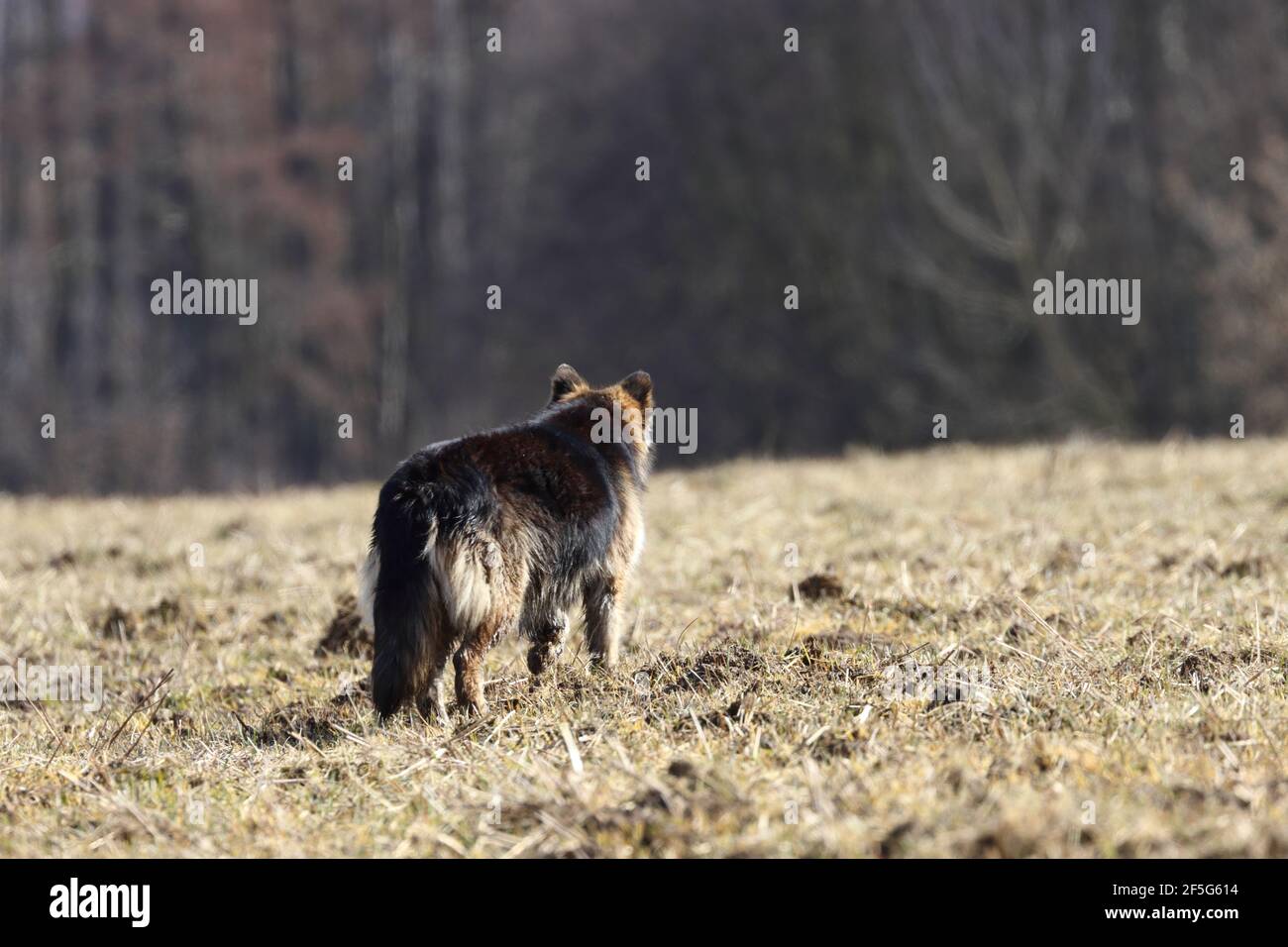 deutscher Schäferhund auf dem Feld vor dem Wald Stockfoto